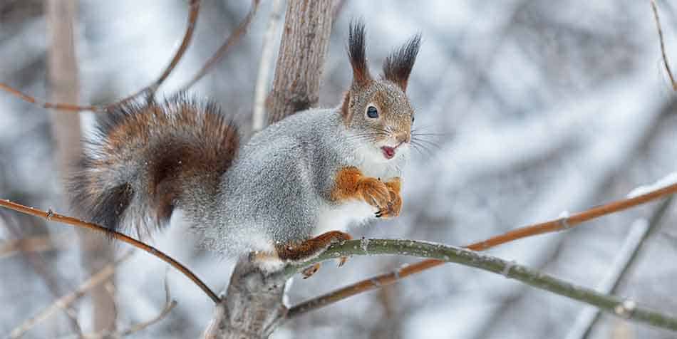 A squirrel on a tree branch during winter