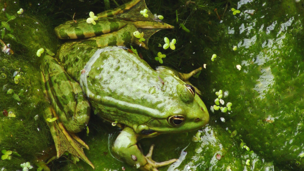 An image of a frog