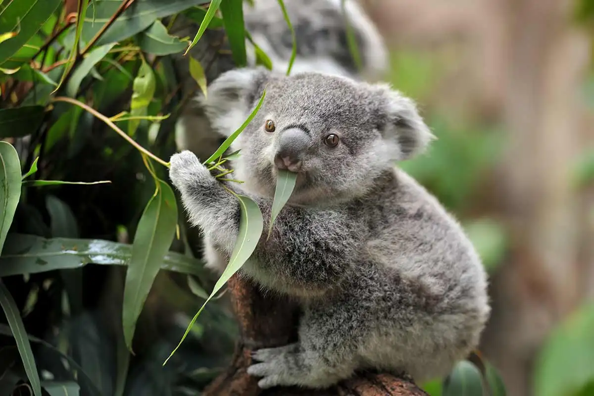 How Do Koalas Help the Environment?