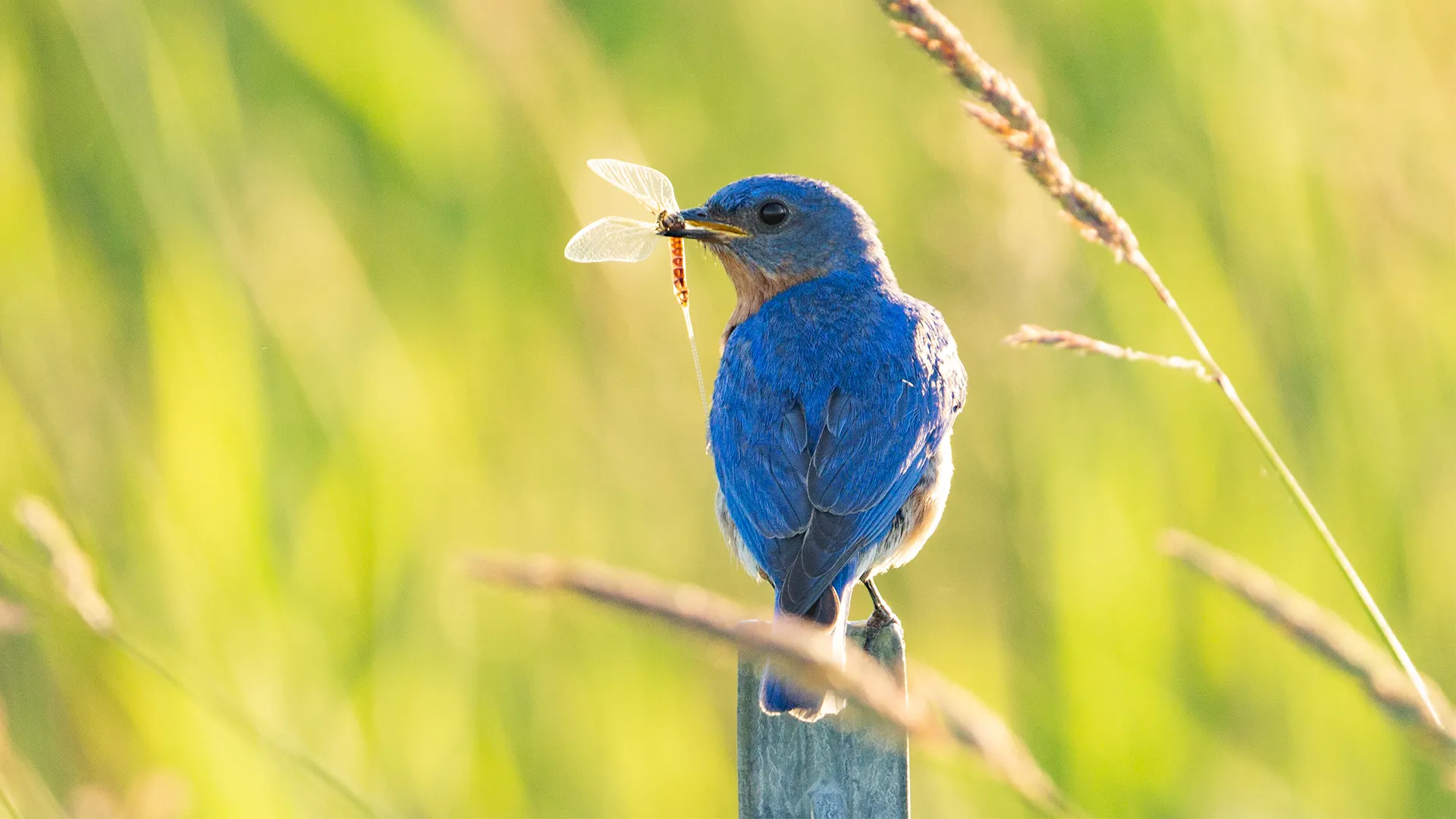 What Environment Do Birds Live In?