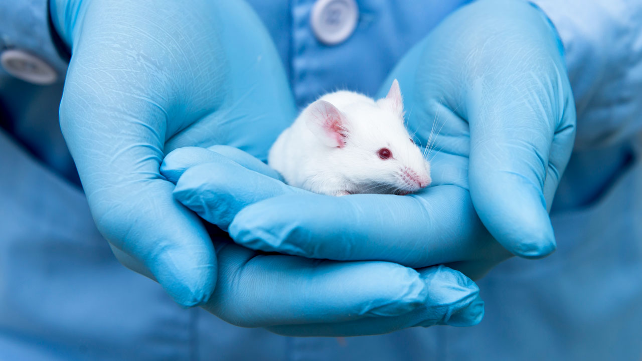 How Does Animal Testing Affect the Environment?