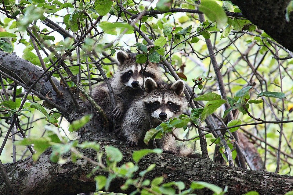 Two raccoons sitting on a branch tree