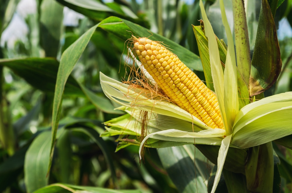 Is Corn Bad for the Environment? 