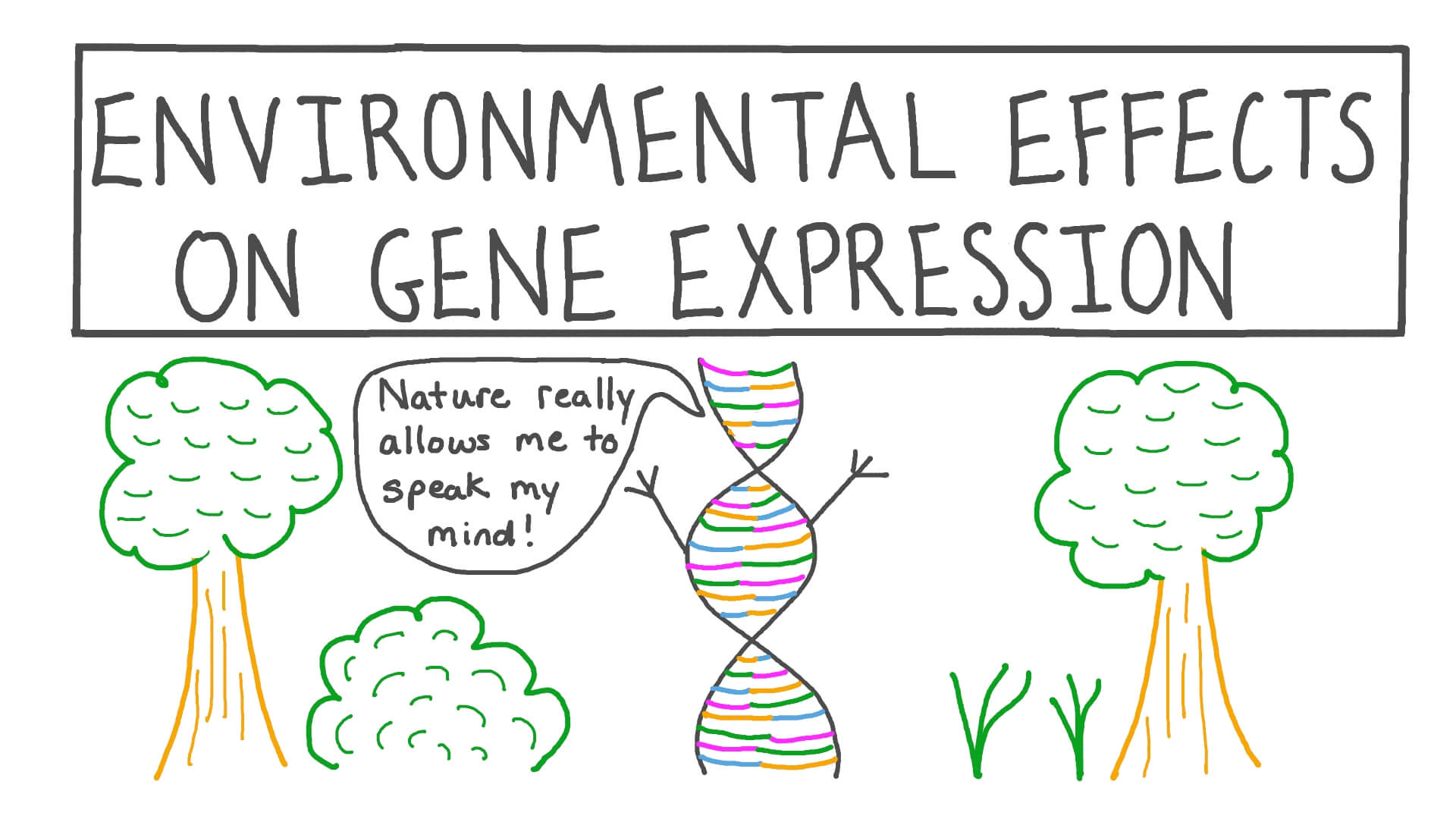 How Does the Environment Affect Gene Expression?