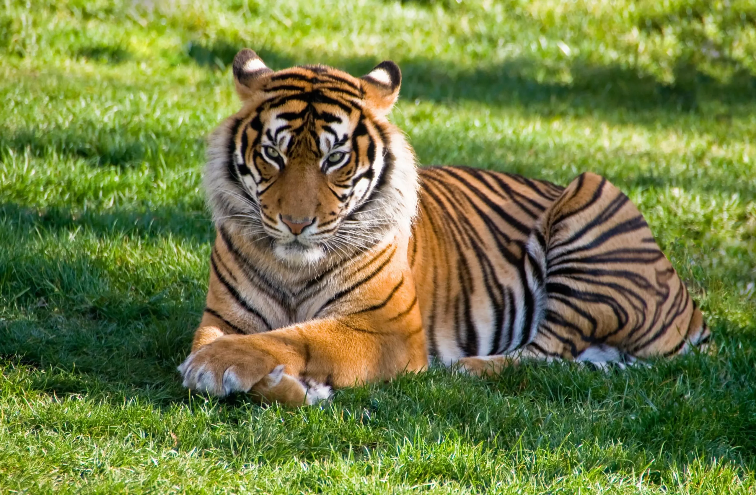 How Do Tigers Adapt to Their Environment?