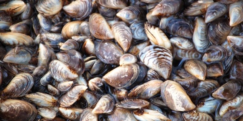 How Do Zebra Mussels Impact the Environment?