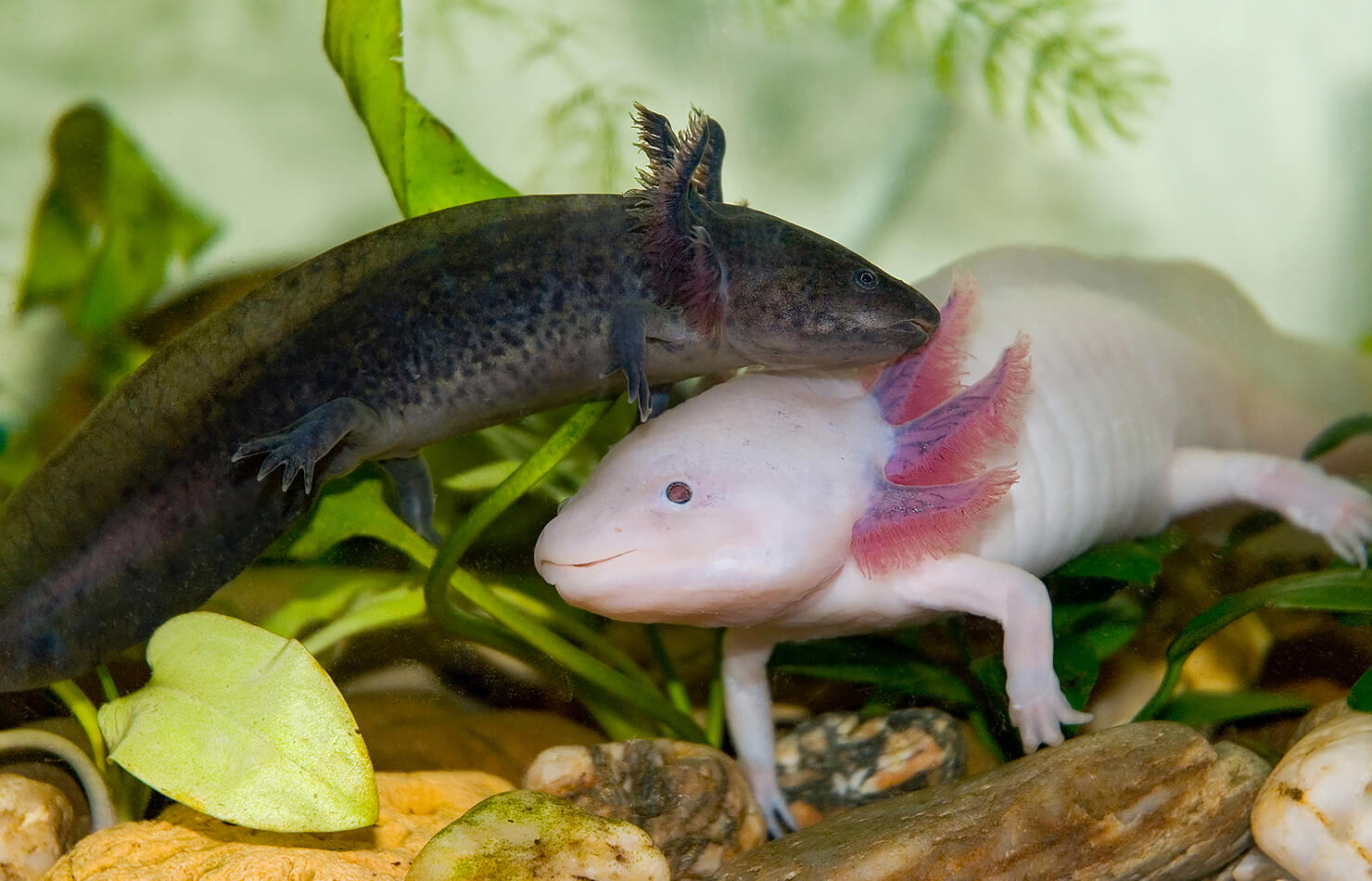 A pair of axolotl