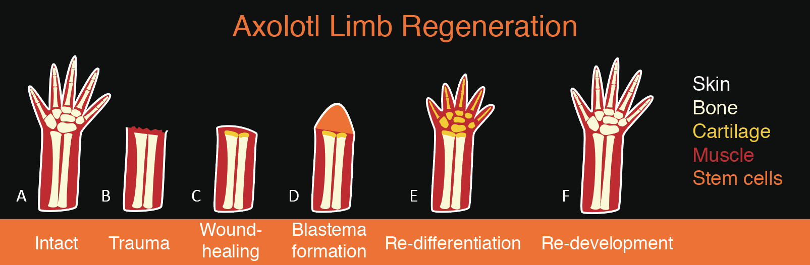 Axolotl Regeneration Abilities