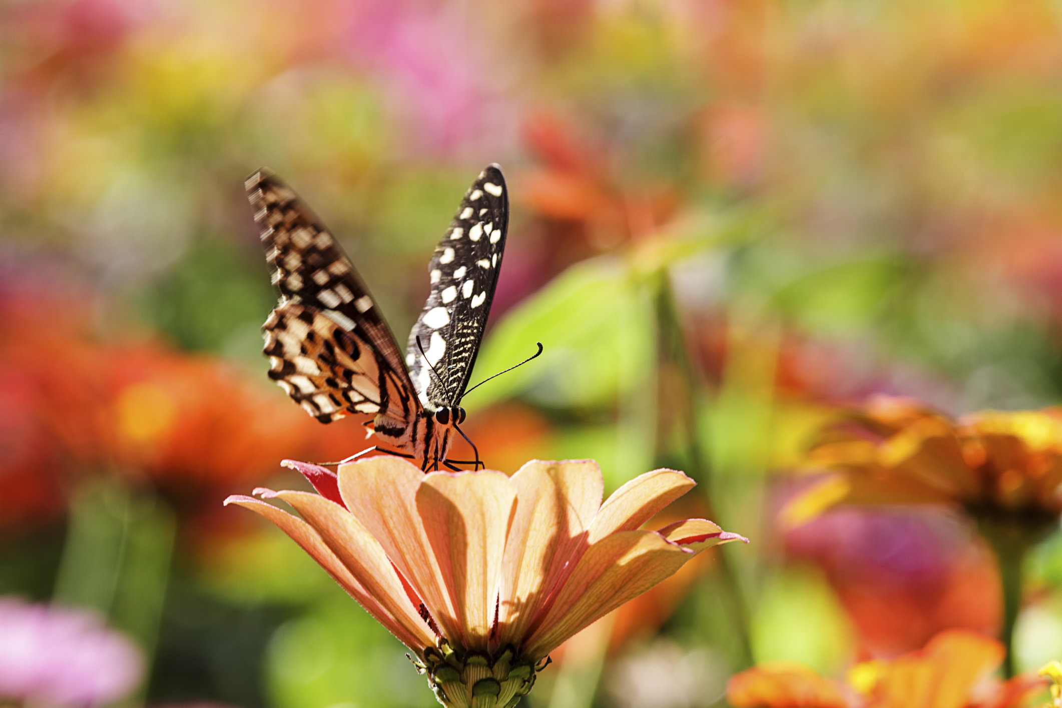 Butterflies Serve as Ecosystem Barometers