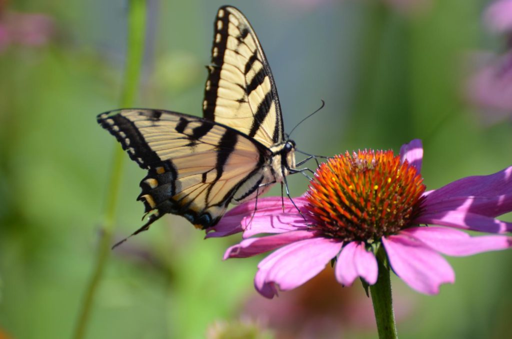 Butterflies as pollinators