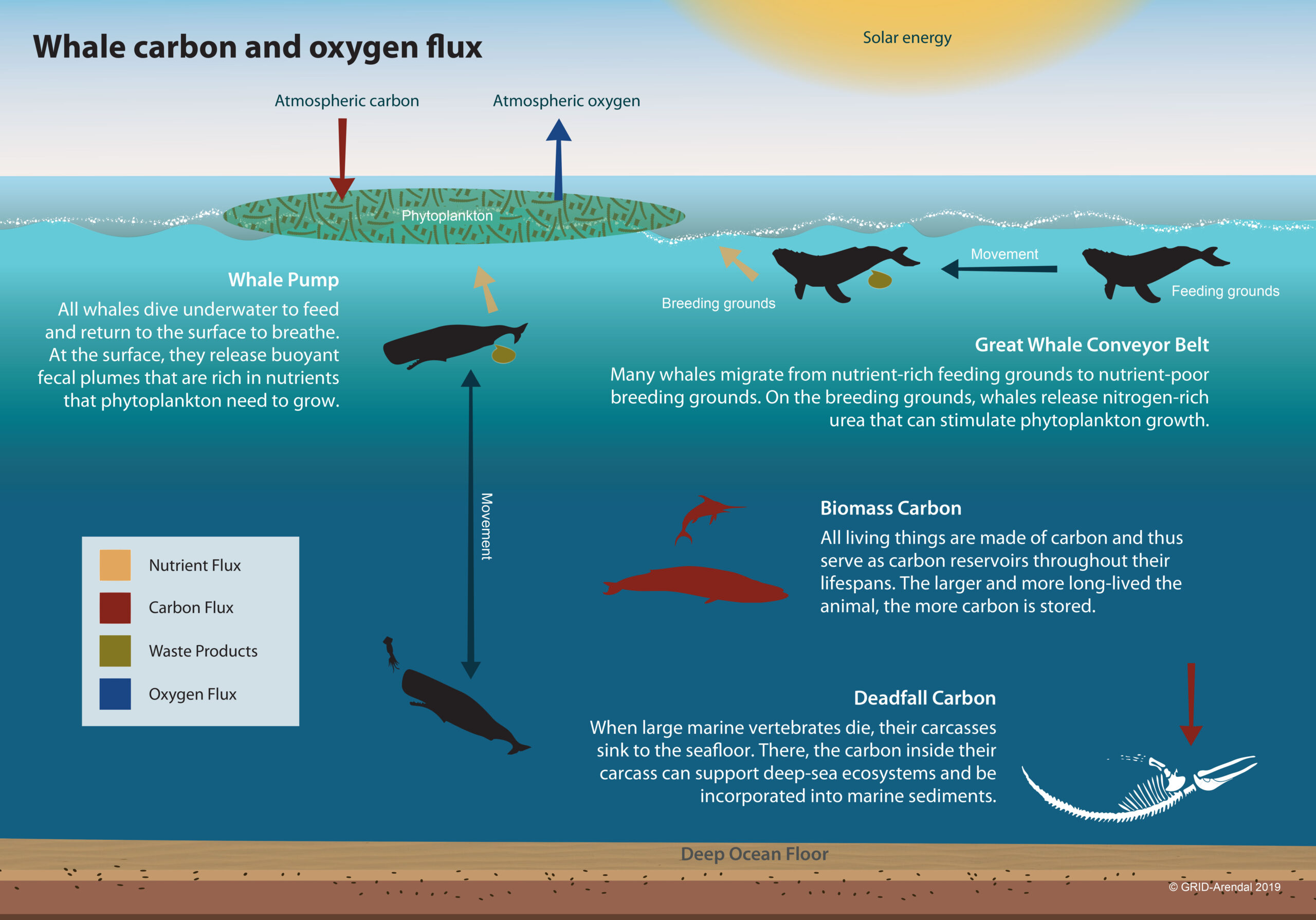 Impacts of Whales