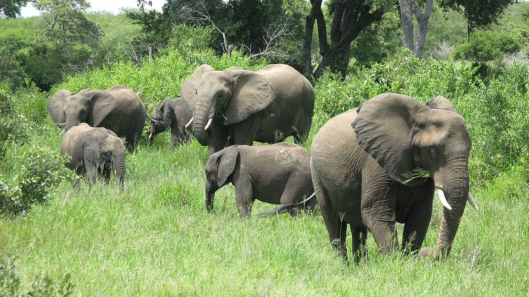 Loss of Biodiversity in South Asia