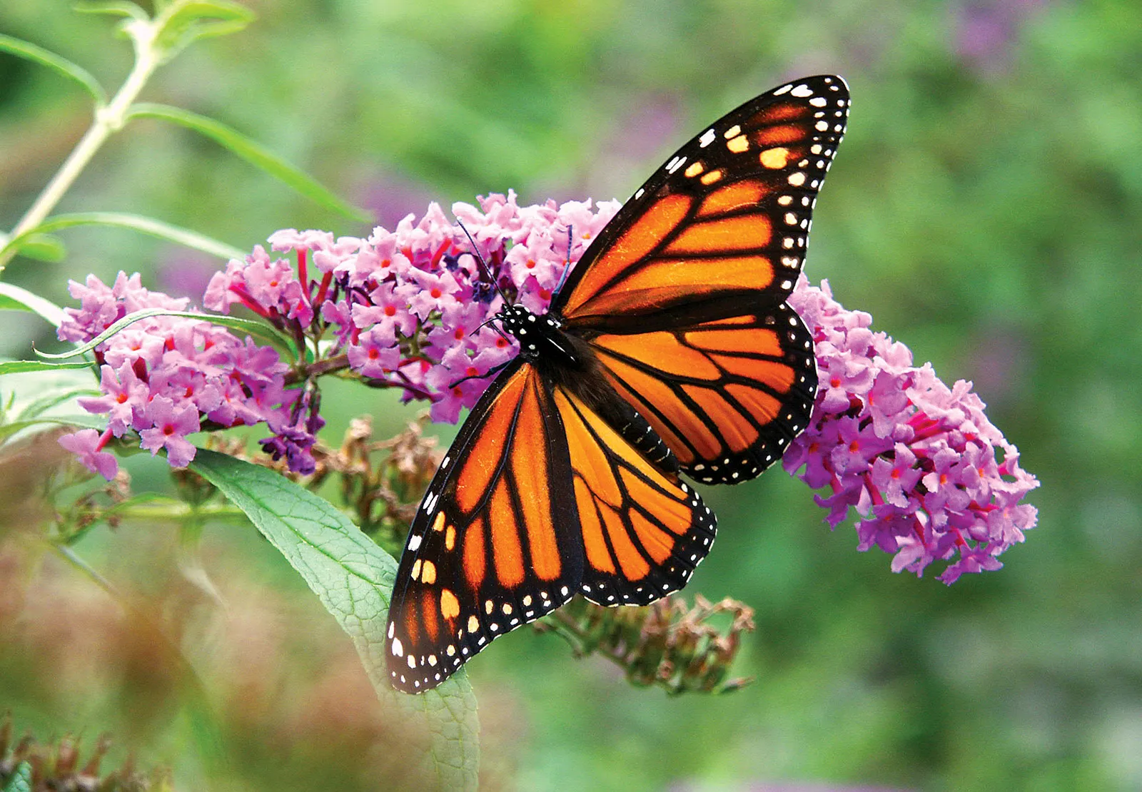 Monarch butterfly