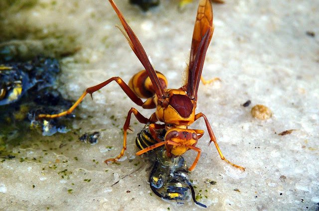 Wasp eating butterflies