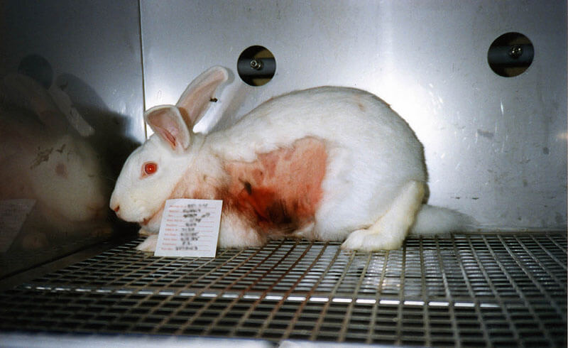 animal testing