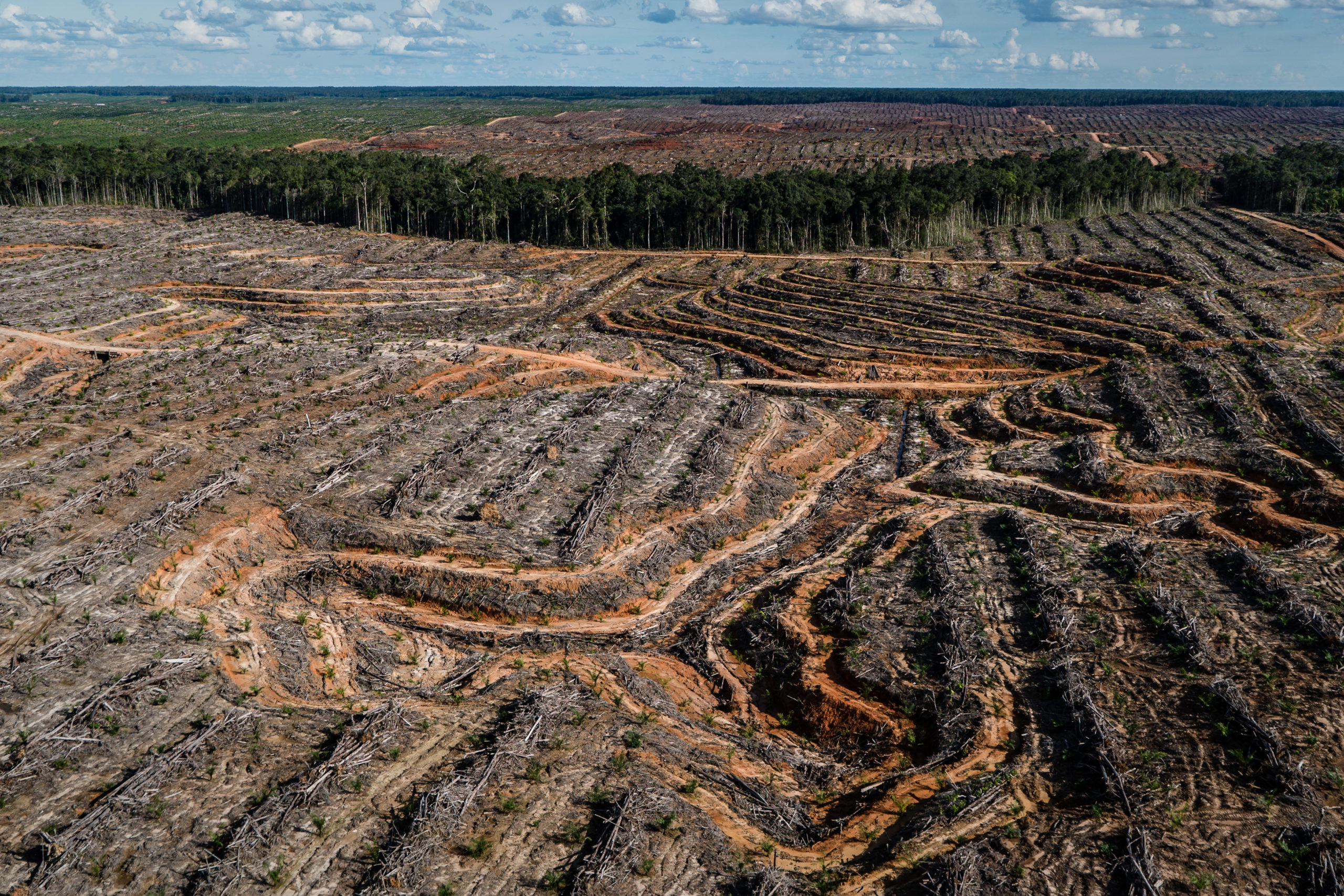 deforestation caused by palm oil