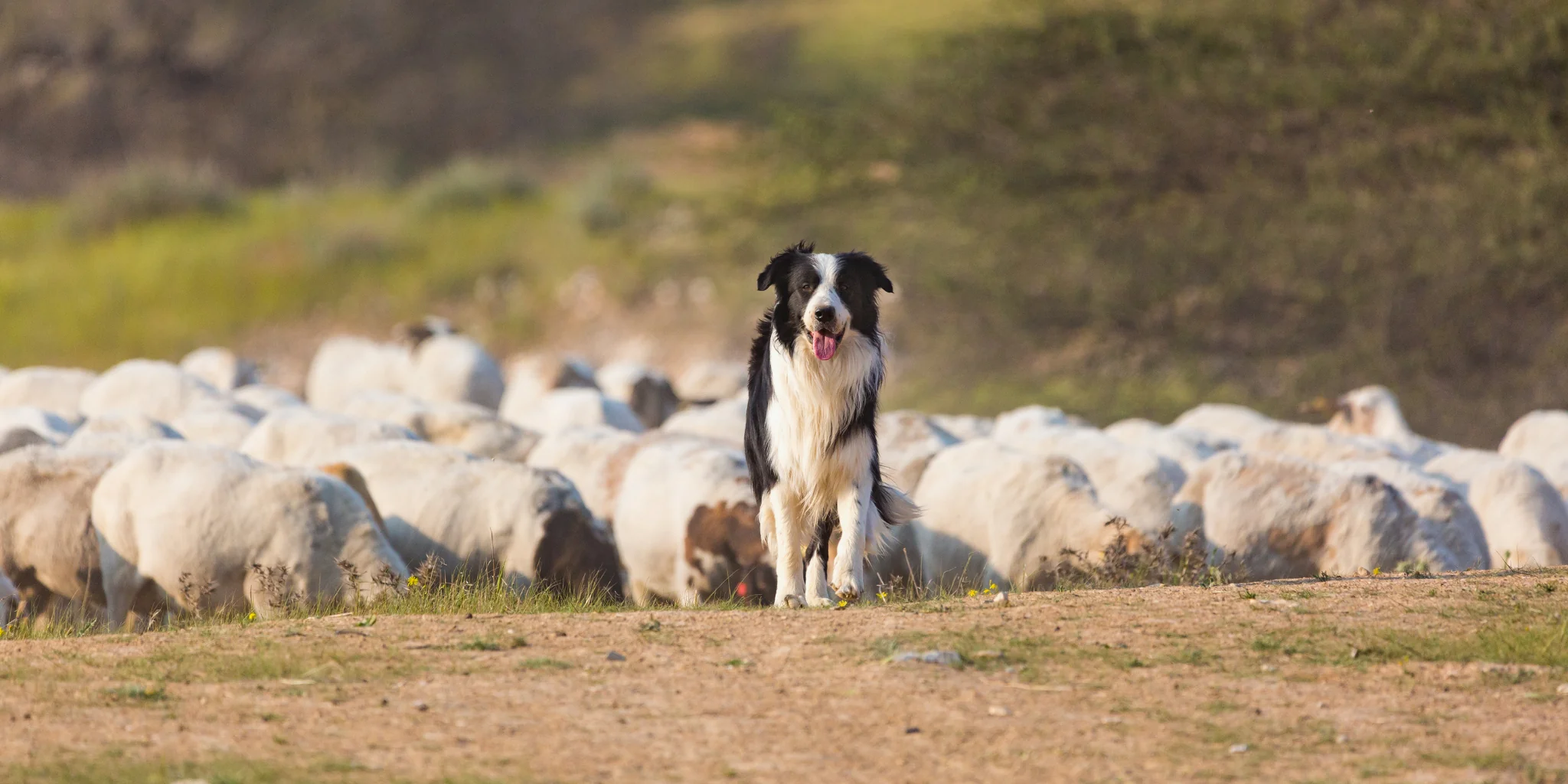 farm dog protecting herd