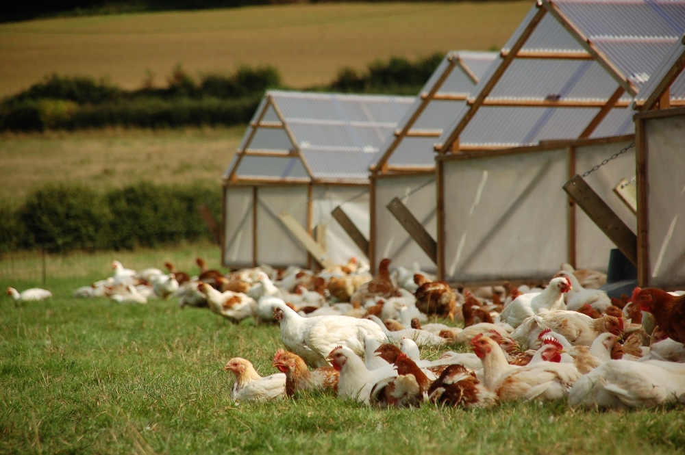 free-range pasture-raised chickens