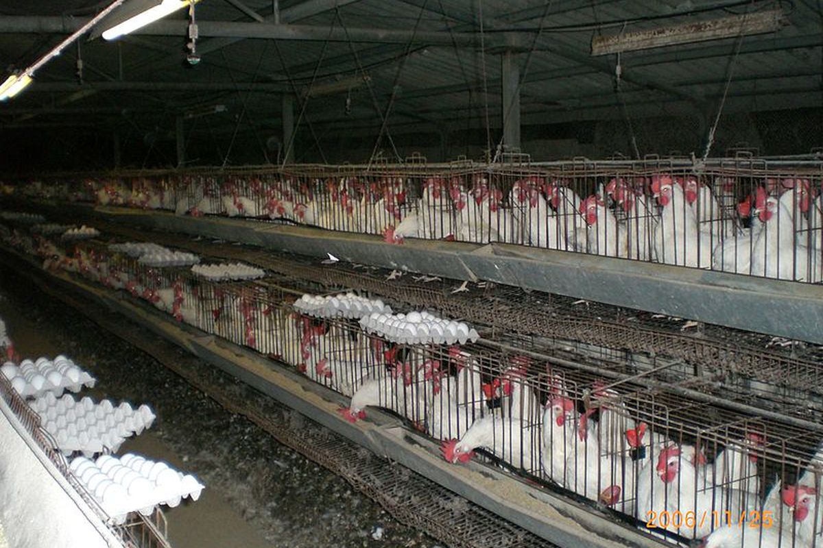 massive chicken farms