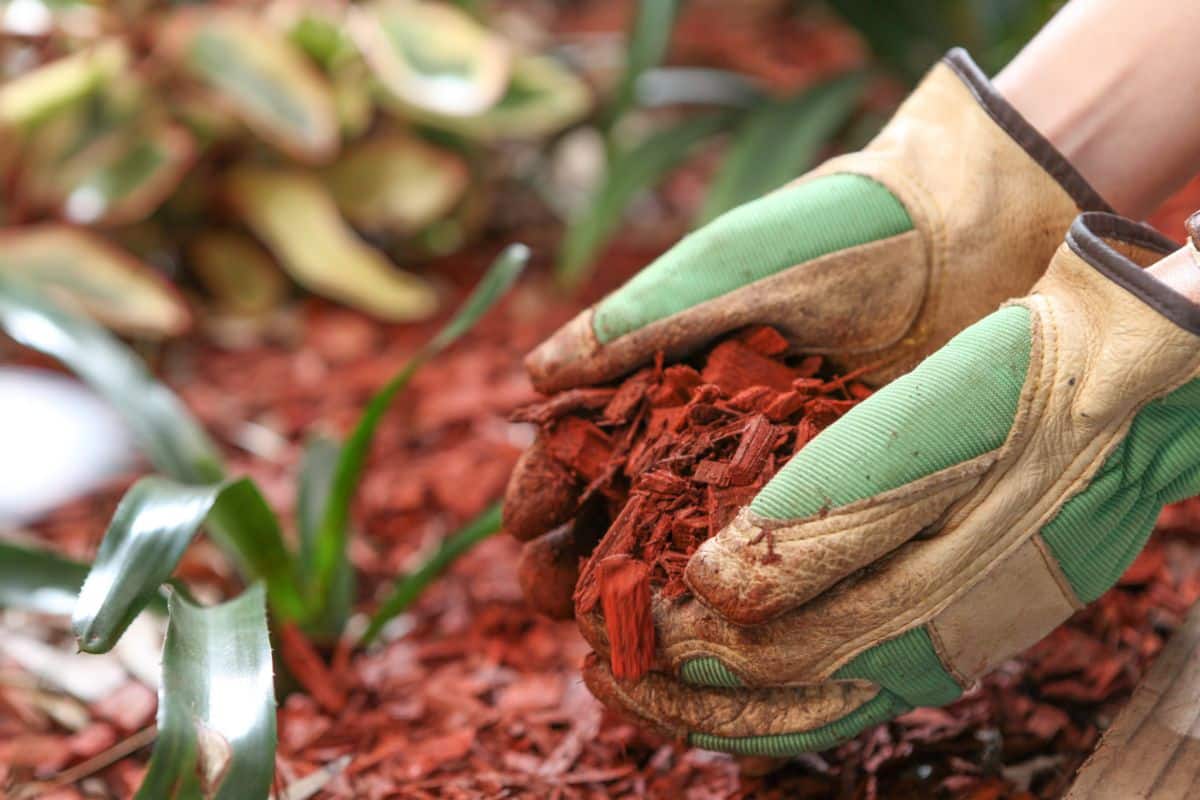 organic bark mulch