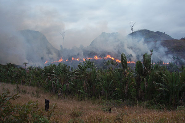 preparing land for planting palm trees via burning