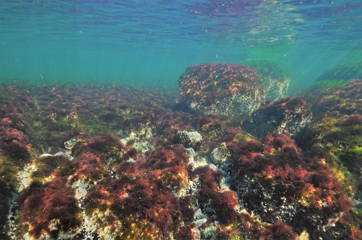 red algae on rocks