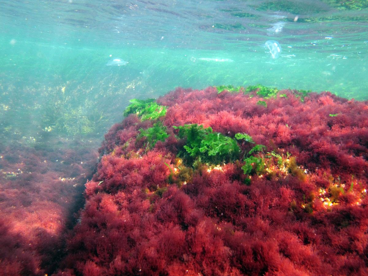 red algae