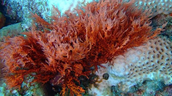 red algae