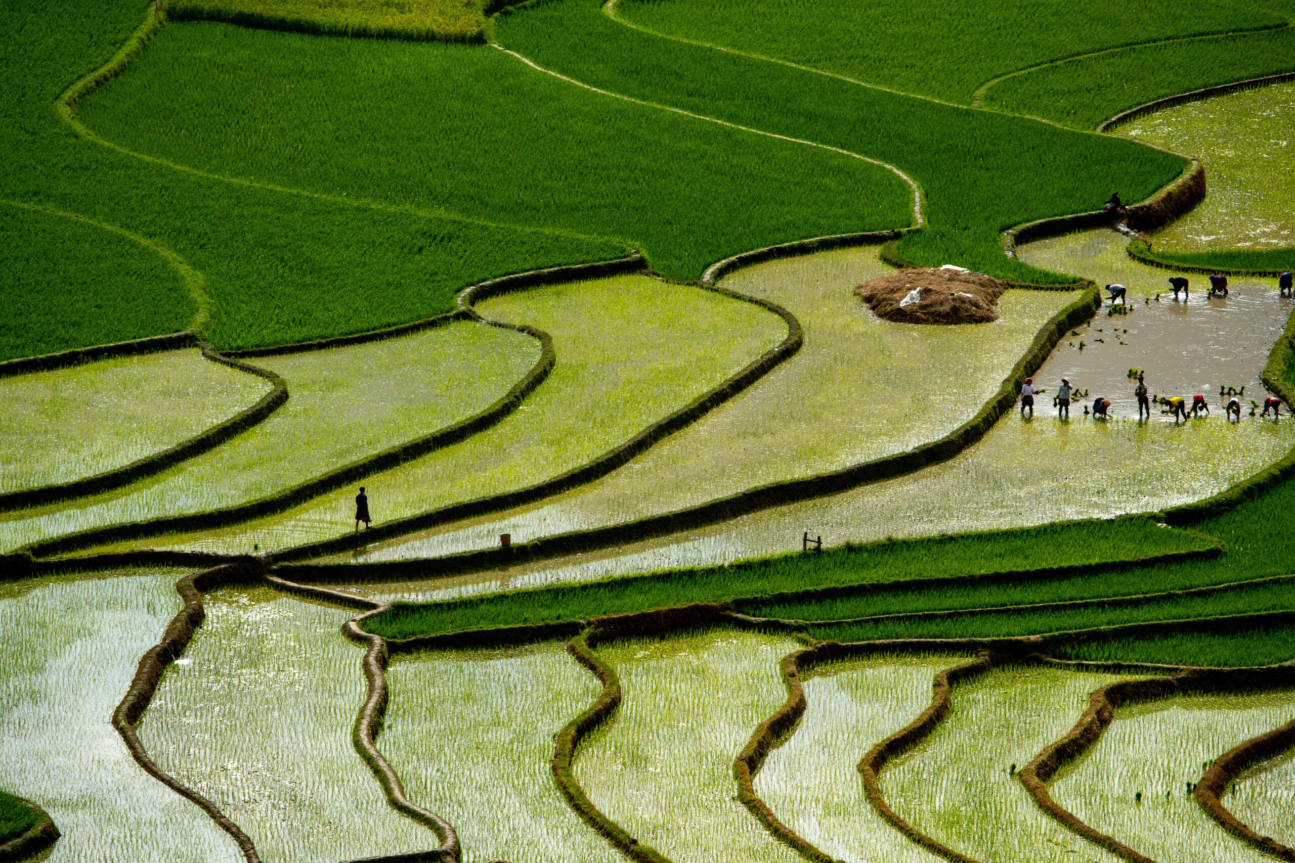 rice farming