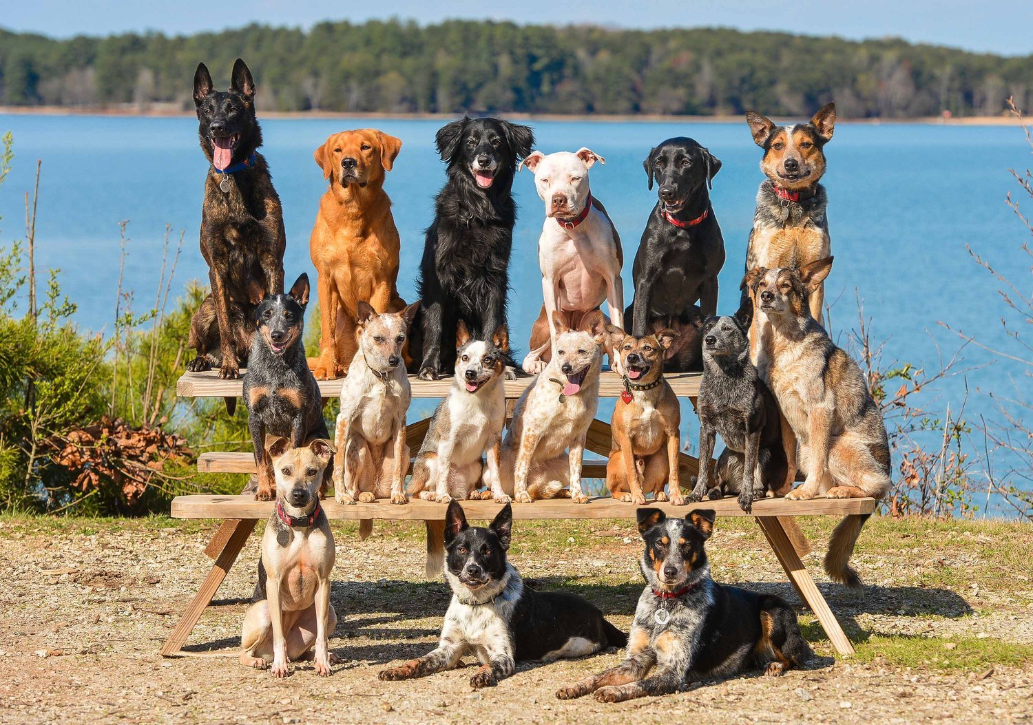 several breeds of dogs