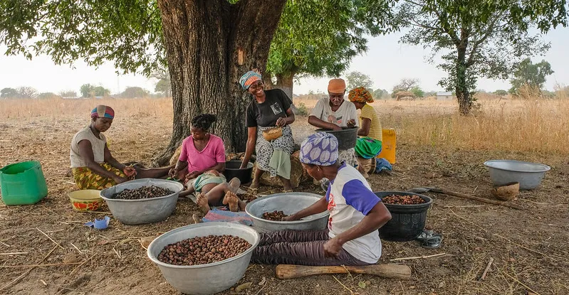 shea nut harvesting