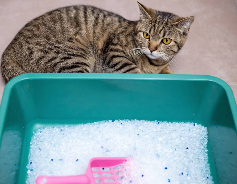 silica gels as cat litter