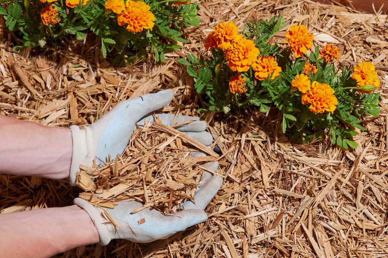 straw mulch