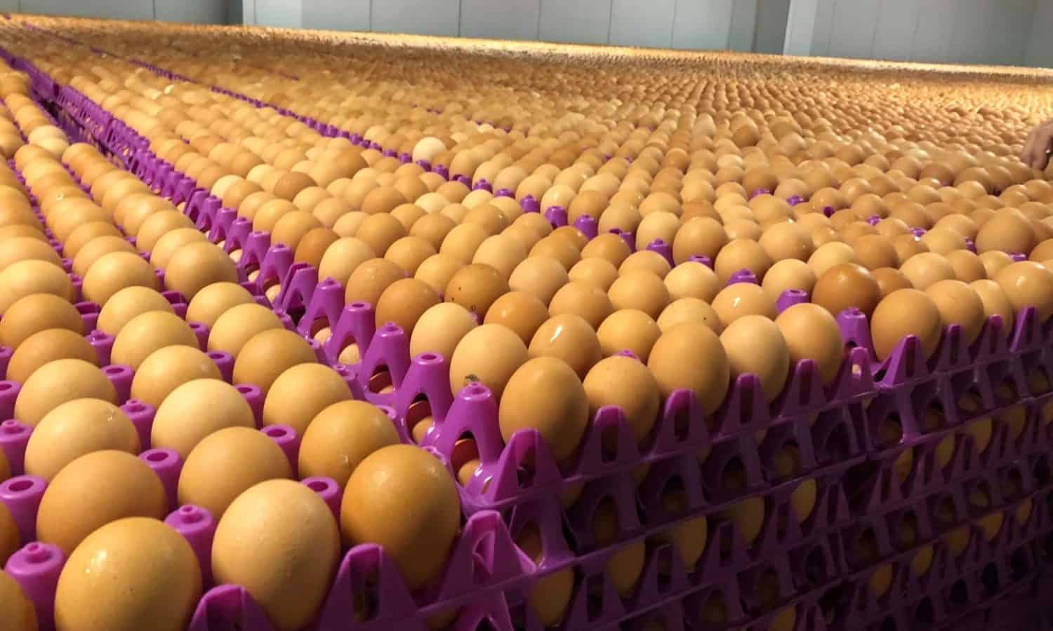 sustainability of eggs