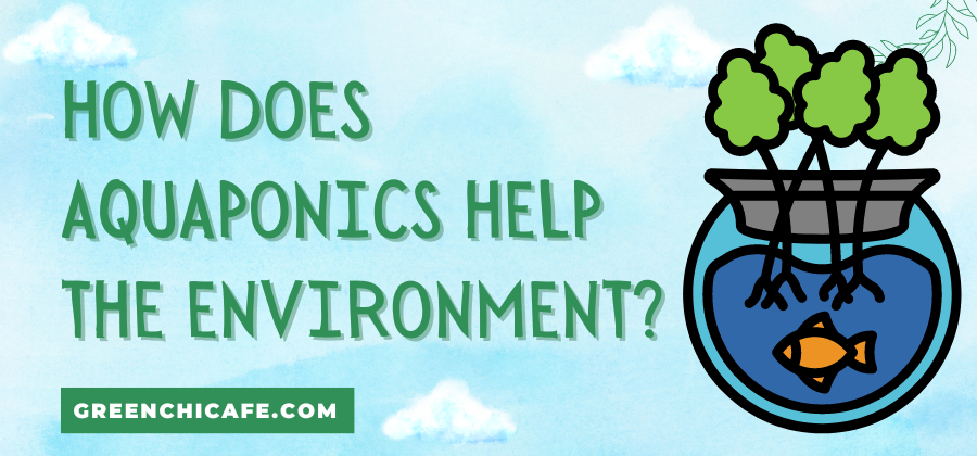 How Does Aquaponics Help the Environment