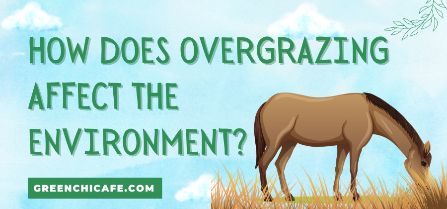 How Does Overgrazing Affect the Environment
