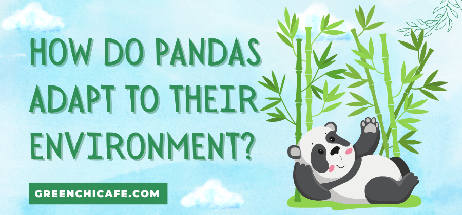 How do Pandas Adapt to their Environment
