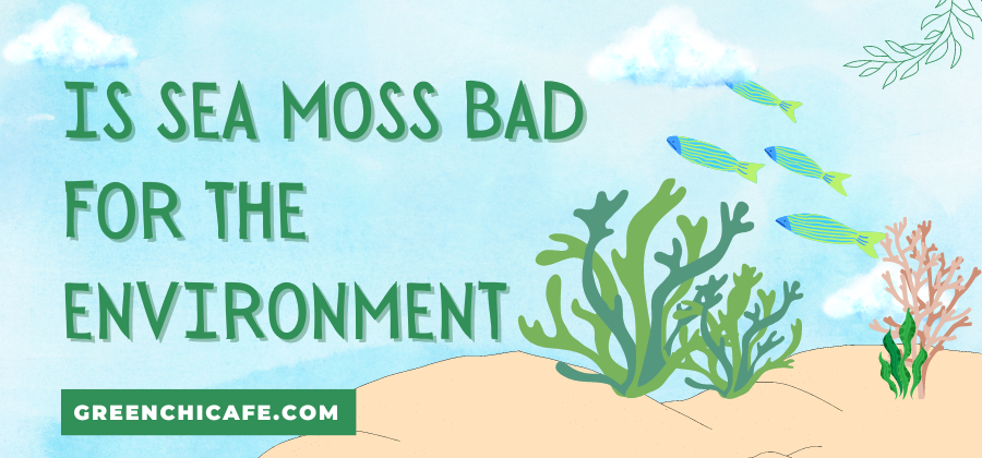 Is Sea Moss Bad for the Environment?