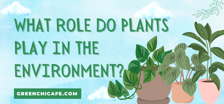 What Role Do Plants Play in the Environment