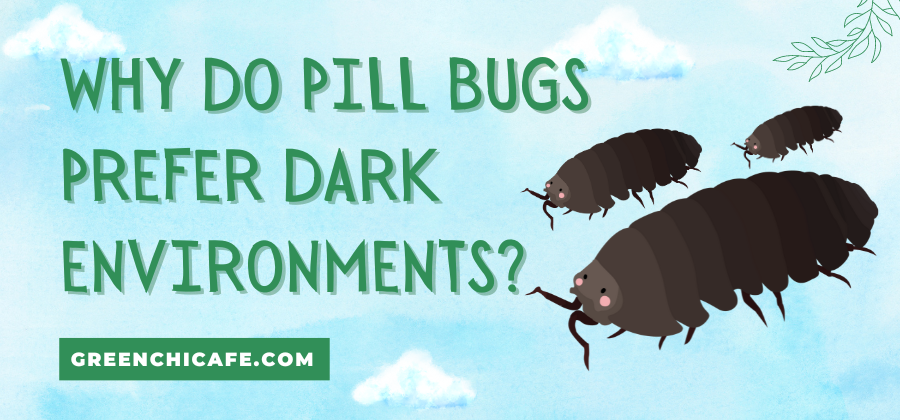 Why do Pill Bugs Prefer Dark Environments?