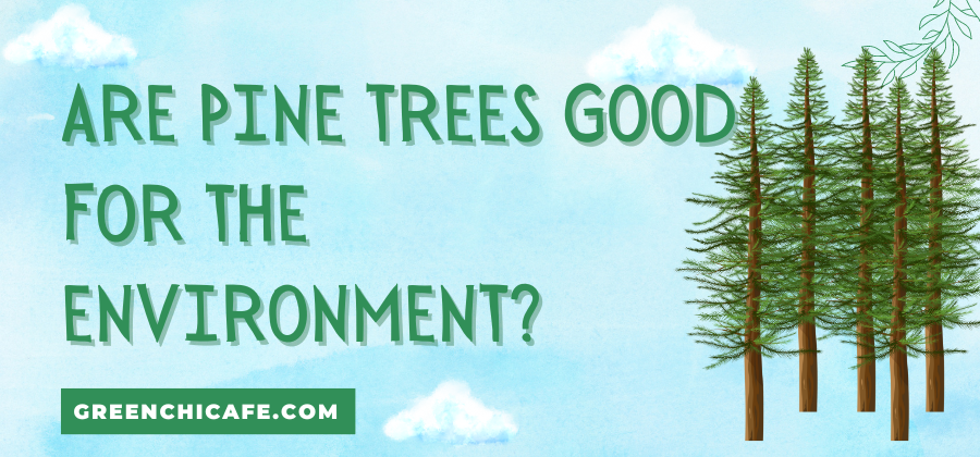 Are Pine Trees Good for the Environment?