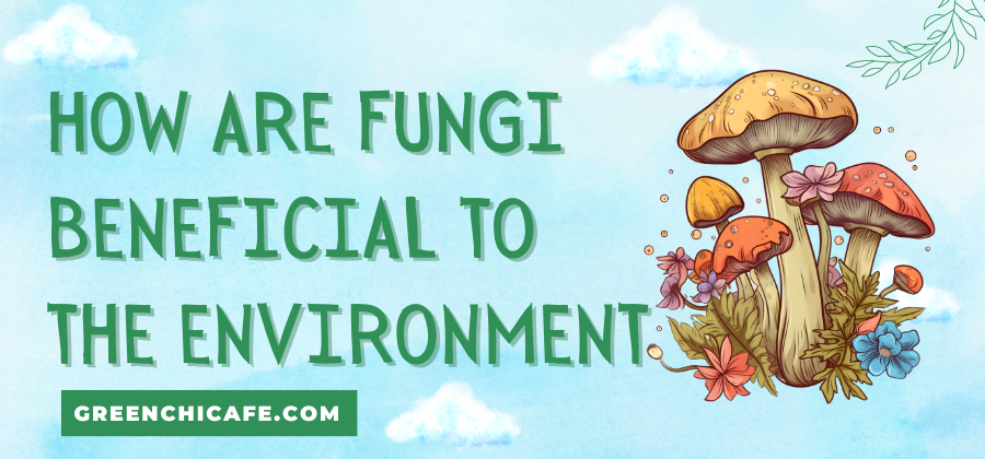 how are fungi beneficial to the environment