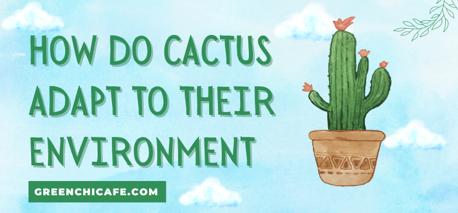 how do cactus adapt to their environment