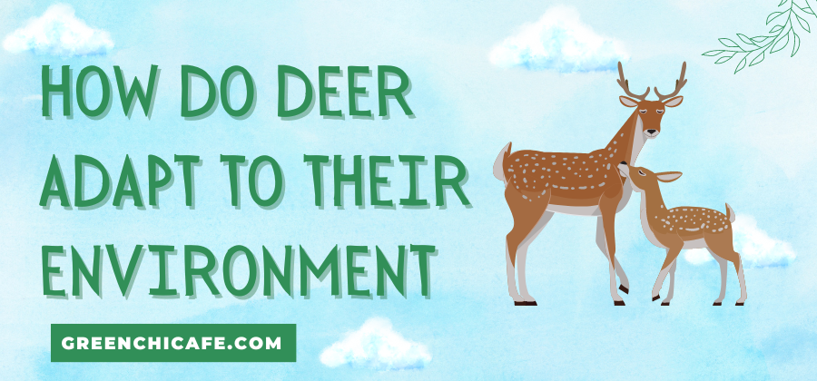 How Do Deer Adapt to Their Environment? Incredible Facts About This Hoofed Animal