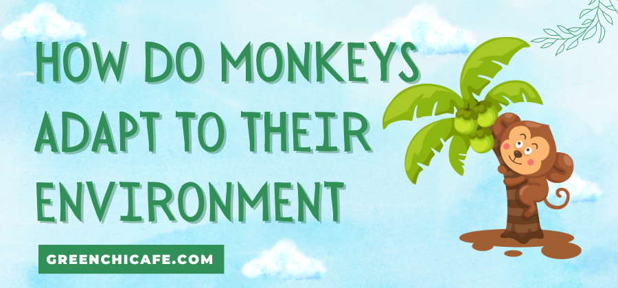 how do monkeys adapt to their environment