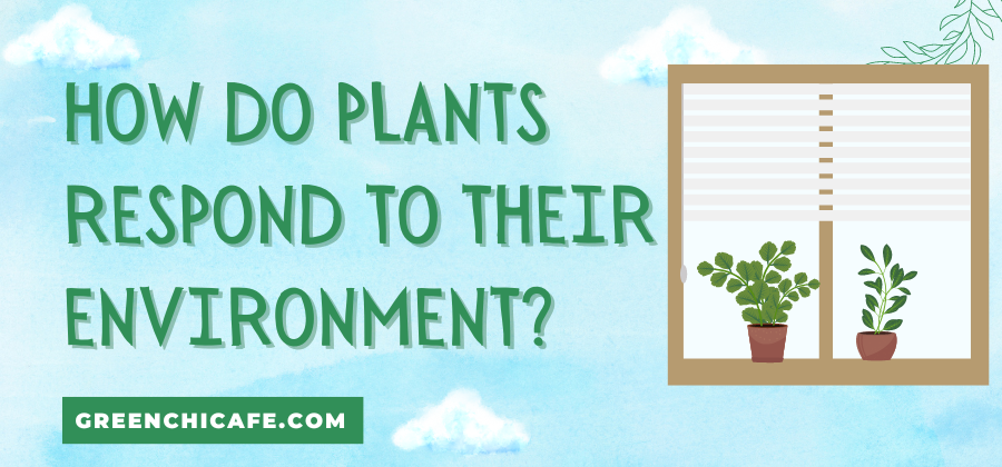 how do plants respond to their environment