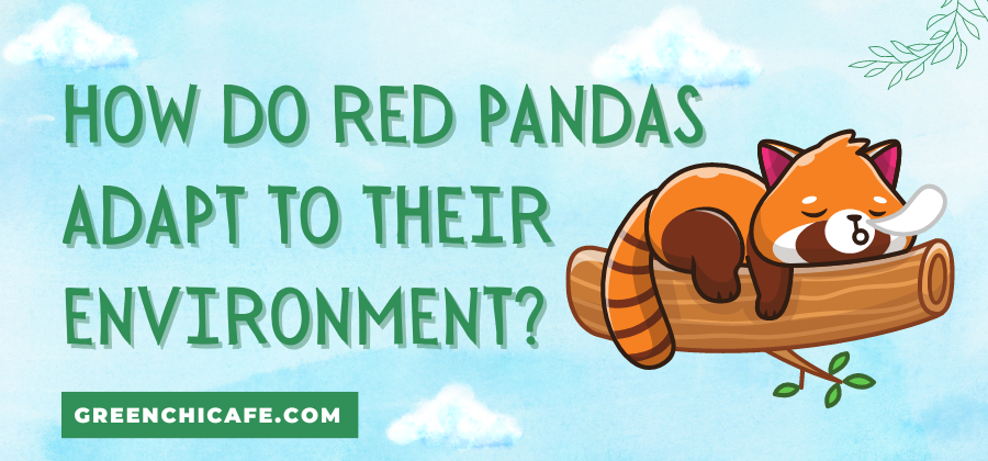 how do red pandas adapt to their environment