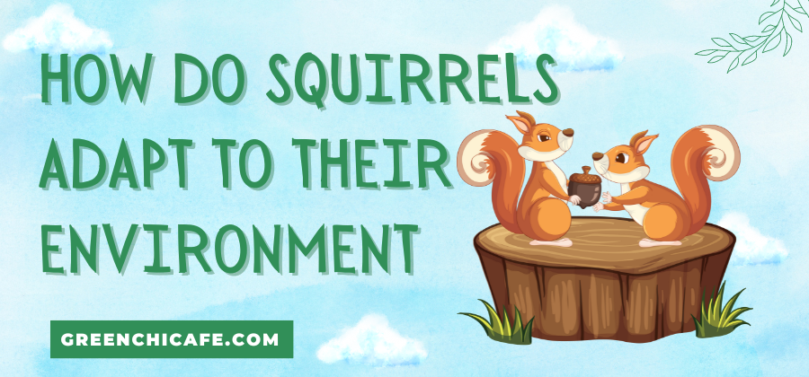 how do squirrels adapt to their environment