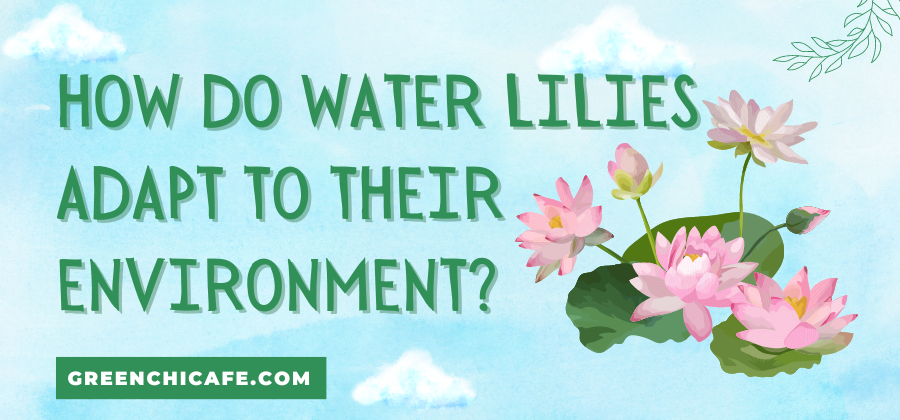 how do water lilies adapt to their environment