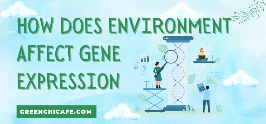 how does environment affect gene expression